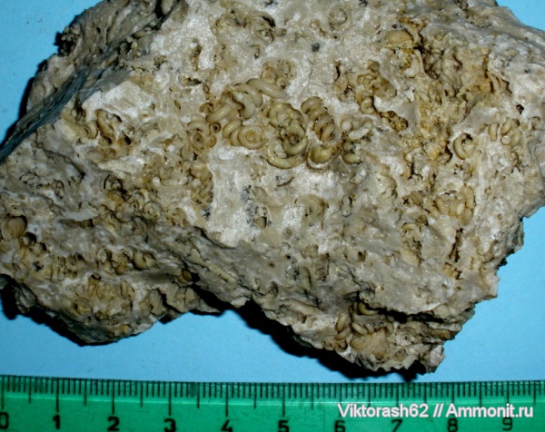 неоген, серпулы, кольчатые черви, Serpulidae, Максимовка