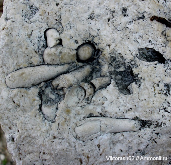 моллюски, неоген, двустворчатые моллюски, кайнозой, Lithophaga, Максимовка