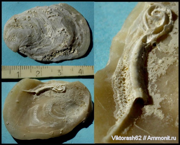 неоген, серпулы, двустворчатые моллюски, кольчатые черви, кайнозой, Serpulidae, Максимовцы