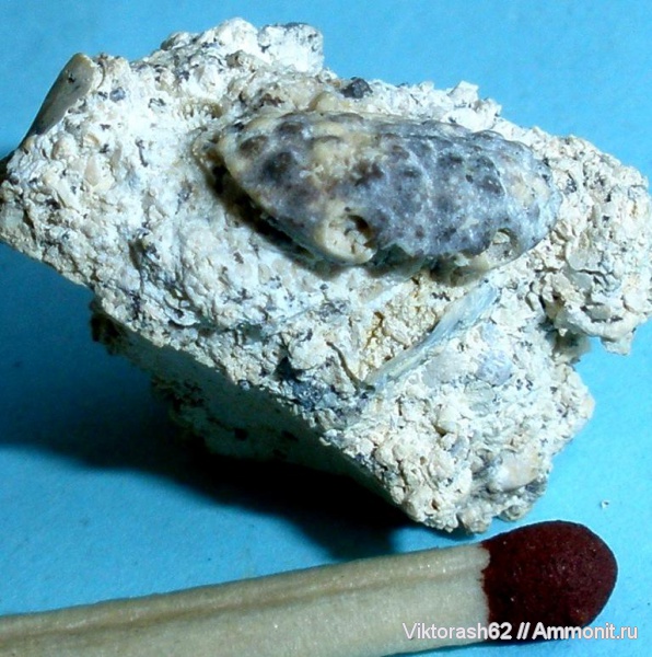 неоген, членистоногие, ракообразные, кайнозой, Максимовцы