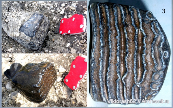 зубы, мамонты, млекопитающие, плейстоцен, кайнозой, Бурштын, teeth