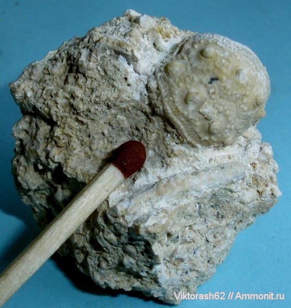 морские ежи, иглокожие, неоген, кайнозой, Cidaris, Максимовка