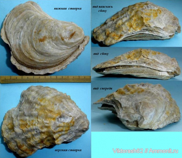 моллюски, неоген, двустворчатые моллюски, кайнозой, Ostrea