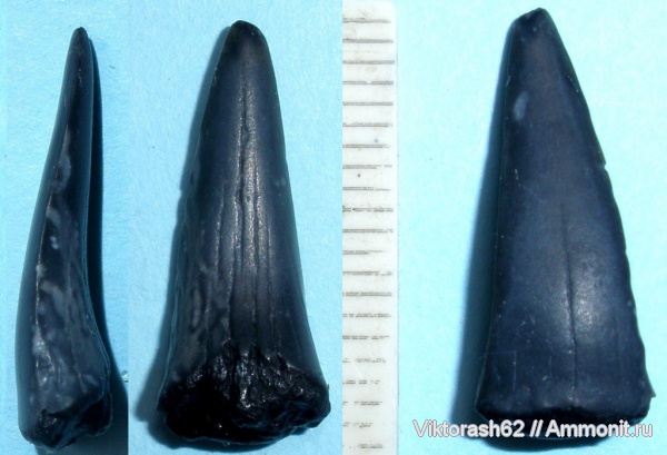 мел, рыбы, позвоночные, мезозой, Бурштын, Cretaceous, fish