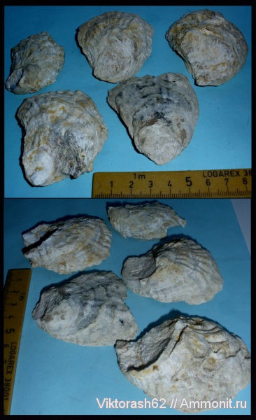 моллюски, неоген, двустворчатые моллюски, кайнозой, Ostrea