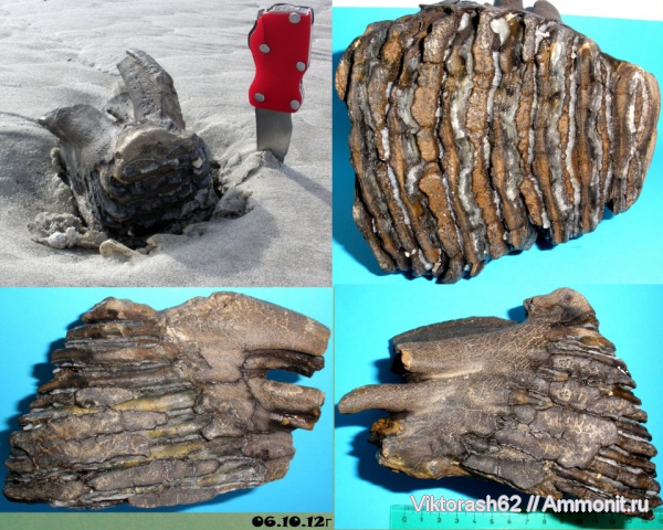 зубы, мамонты, млекопитающие, плейстоцен, кайнозой, Бурштын, teeth