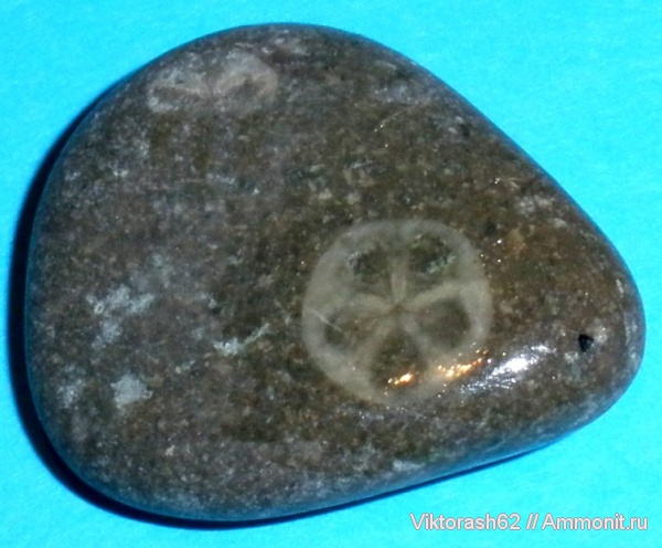 иглокожие, мел, Россия, мезозой, криноидеи, Cretaceous