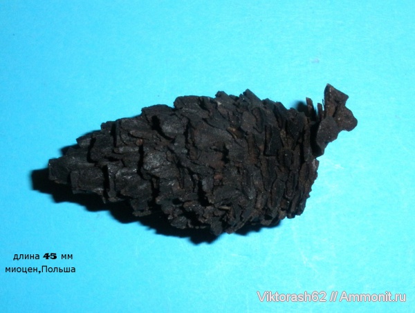 растения, миоцен, кайнозой, хвойные, шишки, высшие растения