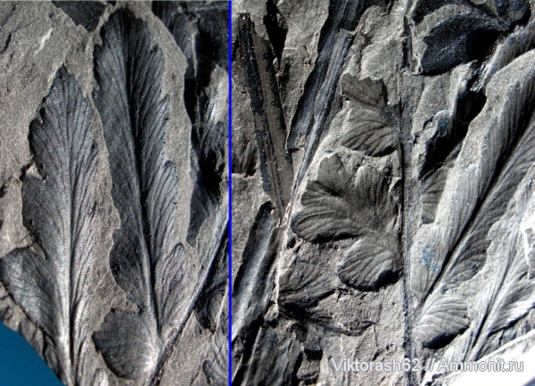 карбон, Польша, палеозой, голосеменные, птеридоспермы, высшие растения, Mariopteris muricata