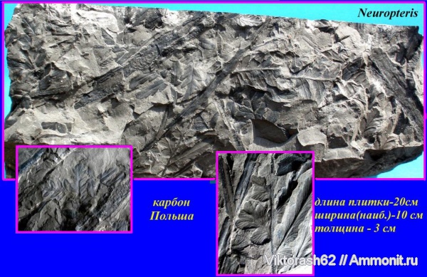 карбон, Польша, палеозой, голосеменные, птеридоспермы, высшие растения, Mariopteris muricata