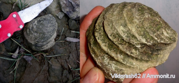 моллюски, мел, мезозой, двустворчатые моллюски, Inoceramus, Cretaceous