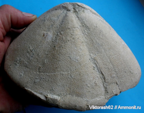 морские ежи, иглокожие, кайнозой, Крым, Conoclypus