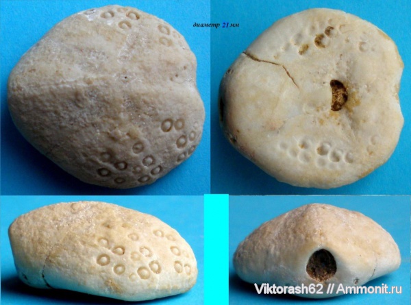 морские ежи, иглокожие, Австралия, миоцен, кайнозой, Lovenia, Lovenia sorbesi