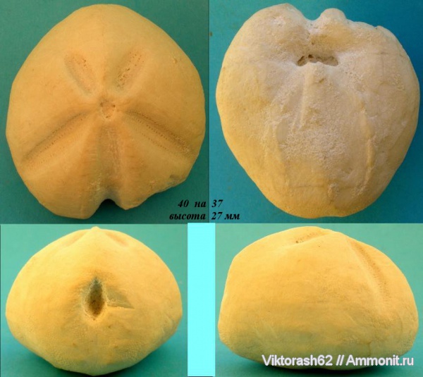 морские ежи, иглокожие, палеоген, мезозой, Крым, Linthia