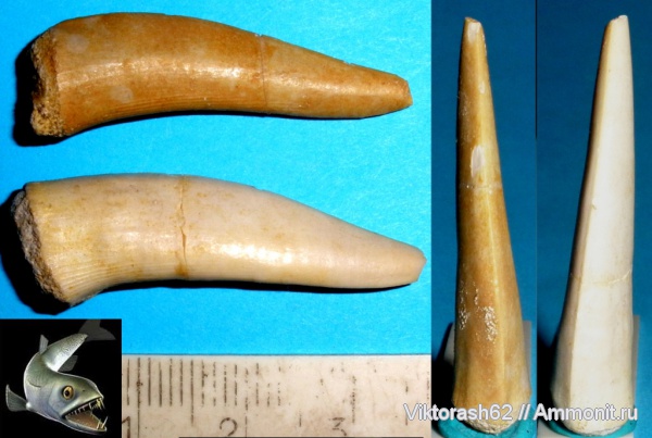 мел, рыбы, позвоночные, мезозой, зубы акул, Enchodus, Cretaceous, fish, shark teeth