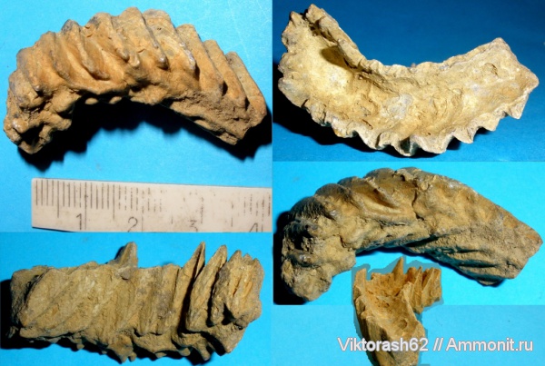 мел, мезозой, двустворчатые моллюски, Lopha, Cretaceous