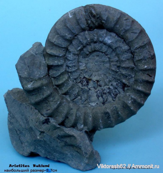 аммониты, юра, головоногие моллюски, мезозой, Ammonites, Приборжавский карьер, Jurassic