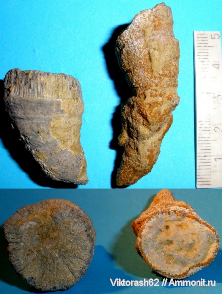 карбон, мел, кораллы, губки, мезозой, палеозой, кишечнополостные, беспозвоночные, ругозы, Cretaceous