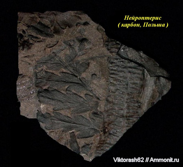 карбон, растения, палеозой, голосеменные, птеридоспермы, Neuropteris, высшие растения