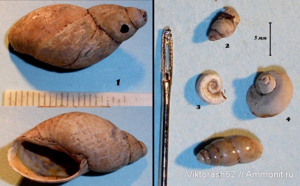 гастроподы, брюхоногие моллюски, кайнозой