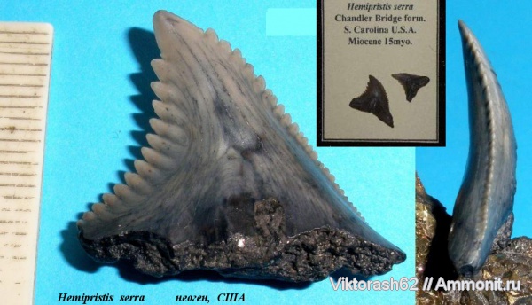 США, рыбы, позвоночные, миоцен, кайнозой, Hemipristis, Hemipristis serra, fish