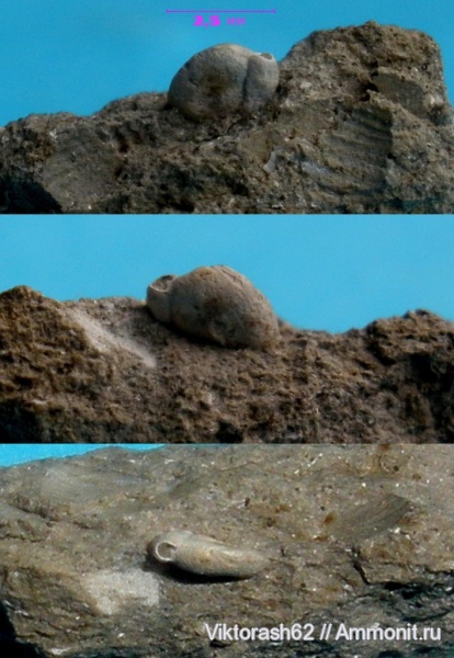 неоген, простейшие, фораминиферы, кайнозой, Кремидов