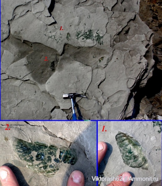 мел, мезозой, двустворчатые моллюски, Inoceramus, Дубовцы, Cretaceous