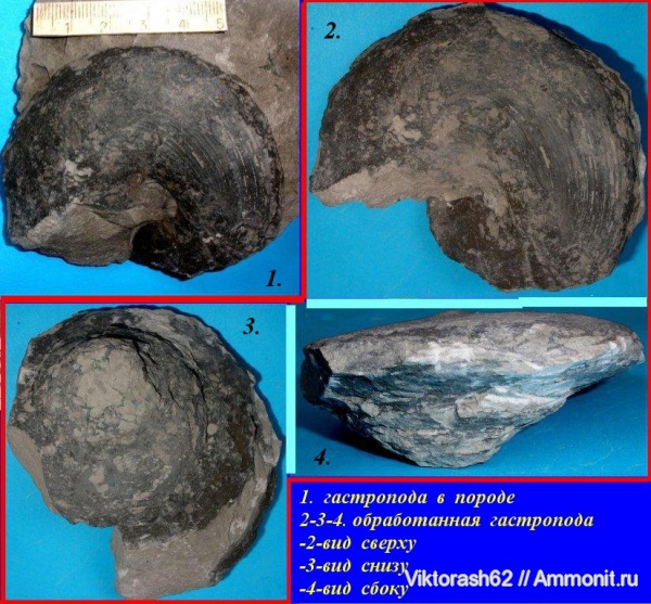 гастроподы, мел, мезозой, Bathrotomaria, брюхоногие моллюски, Дубовцы, Cretaceous
