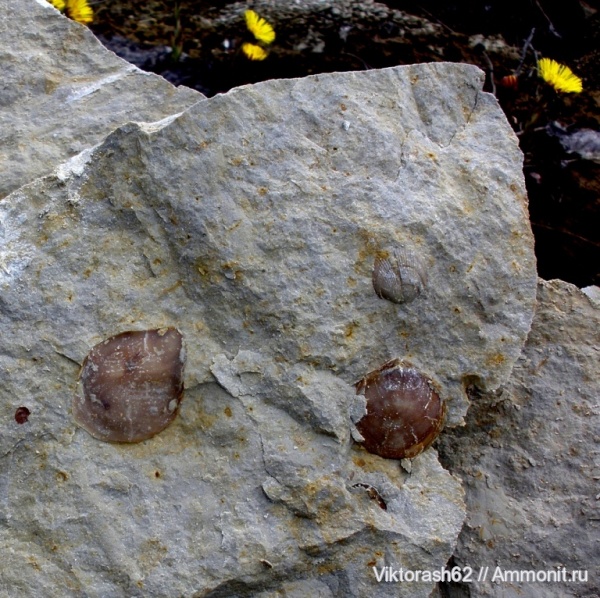 брахиоподы, мел, мезозой, двустворчатые моллюски, Дубовцы, Cretaceous