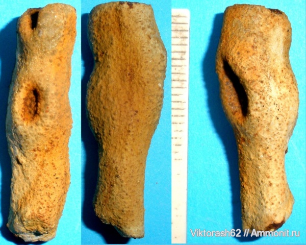 мел, губки, мезозой, беспозвоночные, Галич, Cretaceous