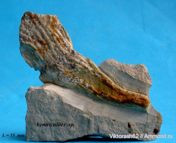 мел, губки, мезозой, беспозвоночные, Галич, Cretaceous