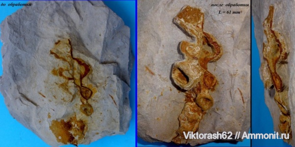 мел, губки, мезозой, беспозвоночные, Галич, Cretaceous