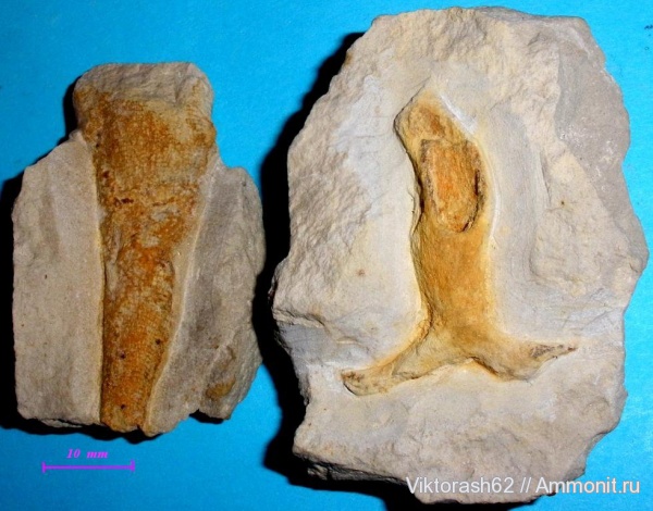 мел, губки, мезозой, беспозвоночные, Галич, Cretaceous