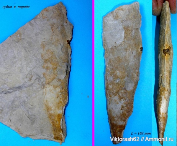 мел, губки, мезозой, беспозвоночные, Галич, кампан, Ventriculites, Campanian, Cretaceous