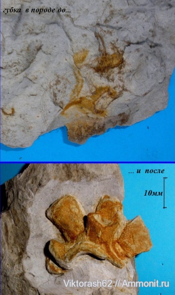 мел, губки, мезозой, беспозвоночные, Галич, Cretaceous