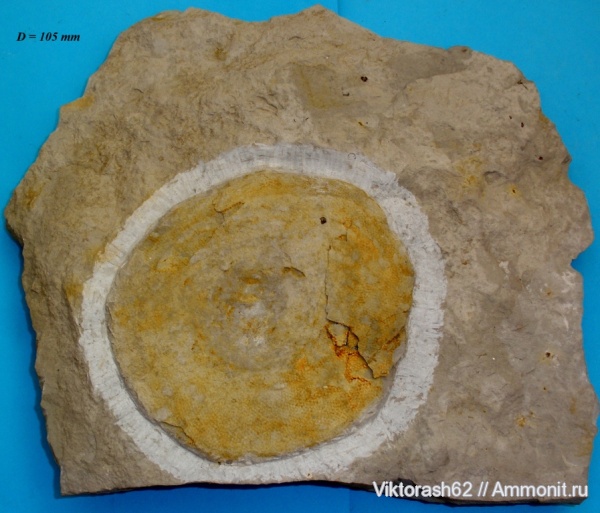 мел, губки, мезозой, беспозвоночные, Галич, Porosphaera, Cretaceous