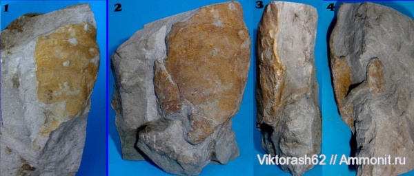 мел, губки, мезозой, беспозвоночные, Галич, Cretaceous