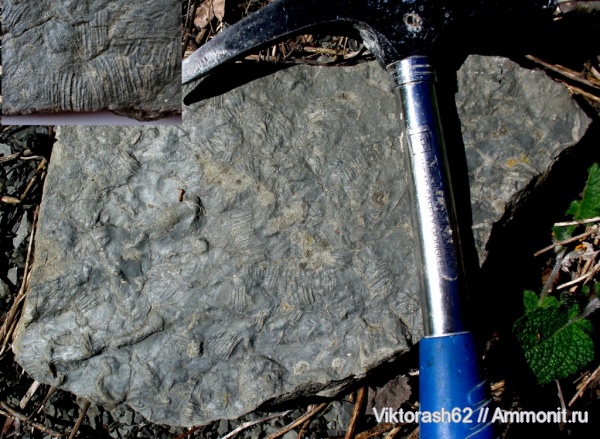 силур, палеозой, Silurian, ихнофоссилии