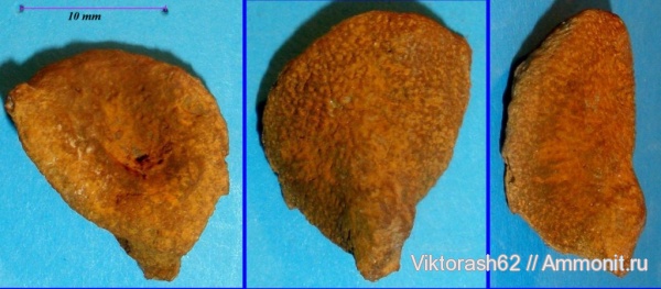 мел, губки, мезозой, беспозвоночные, Галич, Cretaceous