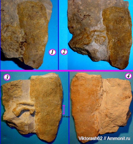 мел, губки, мезозой, беспозвоночные, Галич, Cretaceous