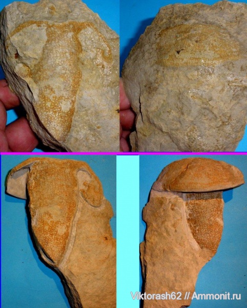 мел, губки, мезозой, беспозвоночные, Галич, Cretaceous