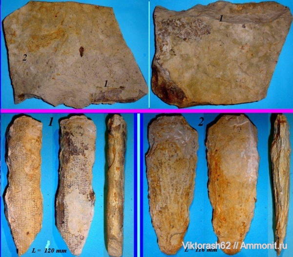 мел, губки, мезозой, беспозвоночные, Галич, Cretaceous