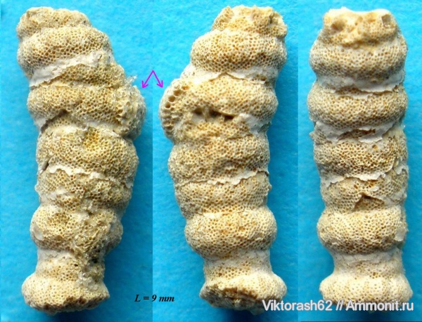 неоген, мшанки, кайнозой, беспозвоночные, Клищивна