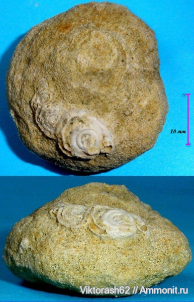 неоген, мшанки, серпулы, кольчатые черви, кайнозой, беспозвоночные, Serpulidae, Rotularia, Клищивна