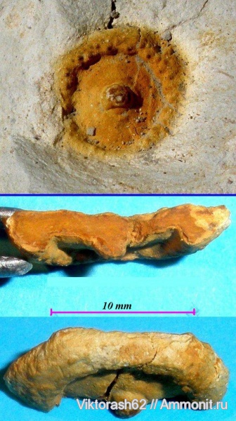 мел, губки, мезозой, беспозвоночные, Галич, Cretaceous