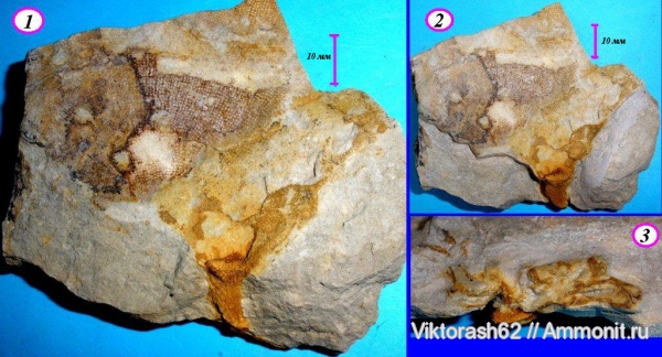 мел, губки, мезозой, беспозвоночные, Галич, Cretaceous