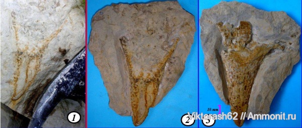 мел, губки, мезозой, беспозвоночные, Галич, Cretaceous