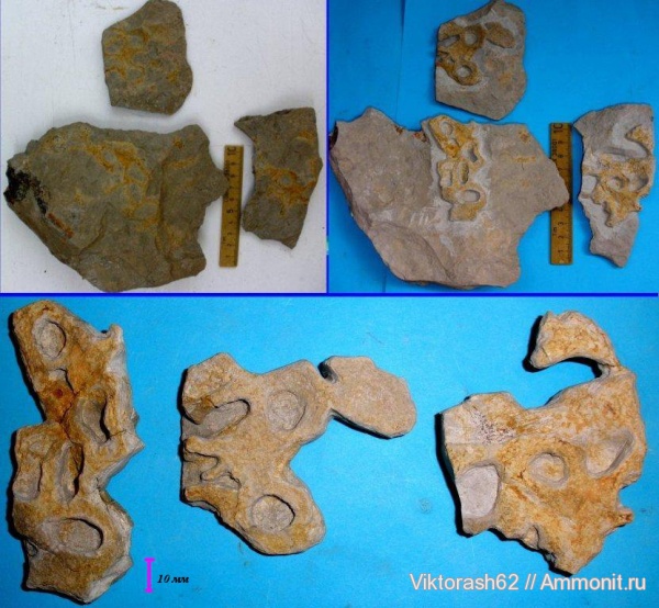 мел, губки, мезозой, беспозвоночные, Галич, Cretaceous