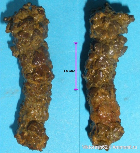 мел, мезозой, Cretaceous