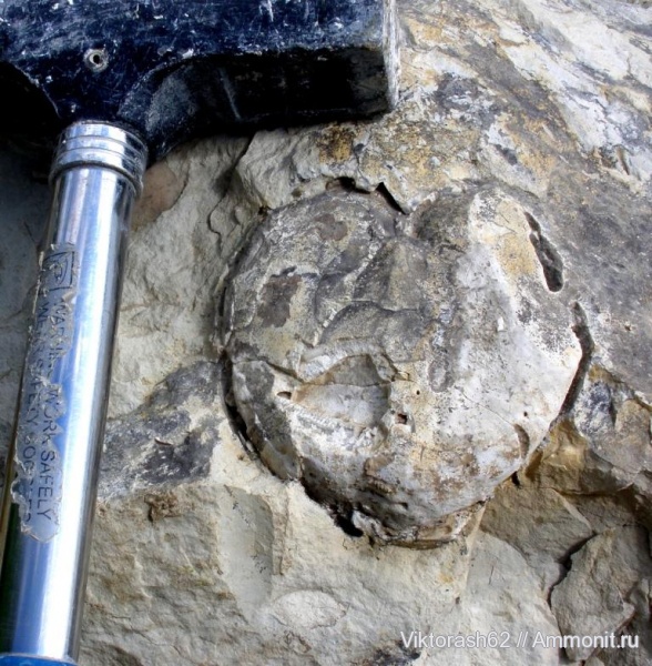 морские ежи, иглокожие, мел, мезозой, р. Днестр, Micraster, Cretaceous